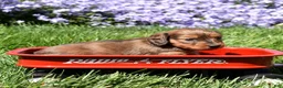 Miniature Dachshund dogs for sale: Hazel - Ad 6