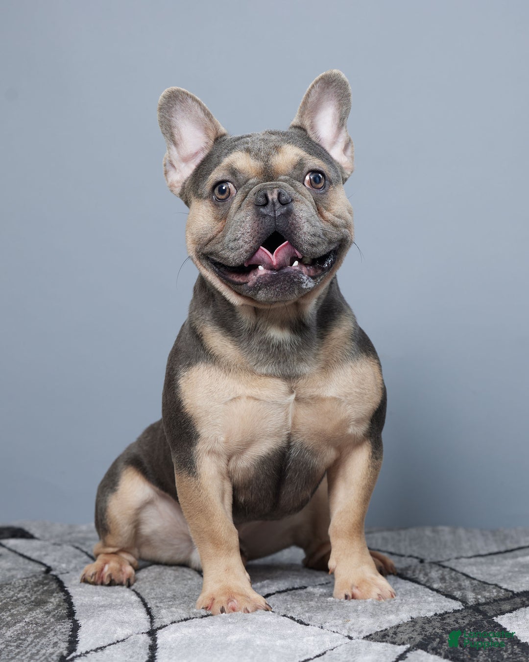 French Bulldog dogs for sale: Harper - Ad 8