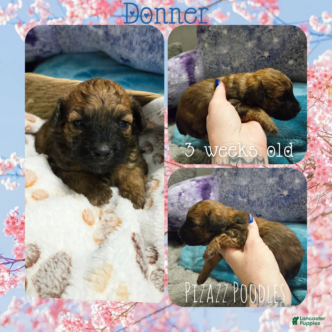 Miniature Poodle dogs for sale: Donner - Ad 5