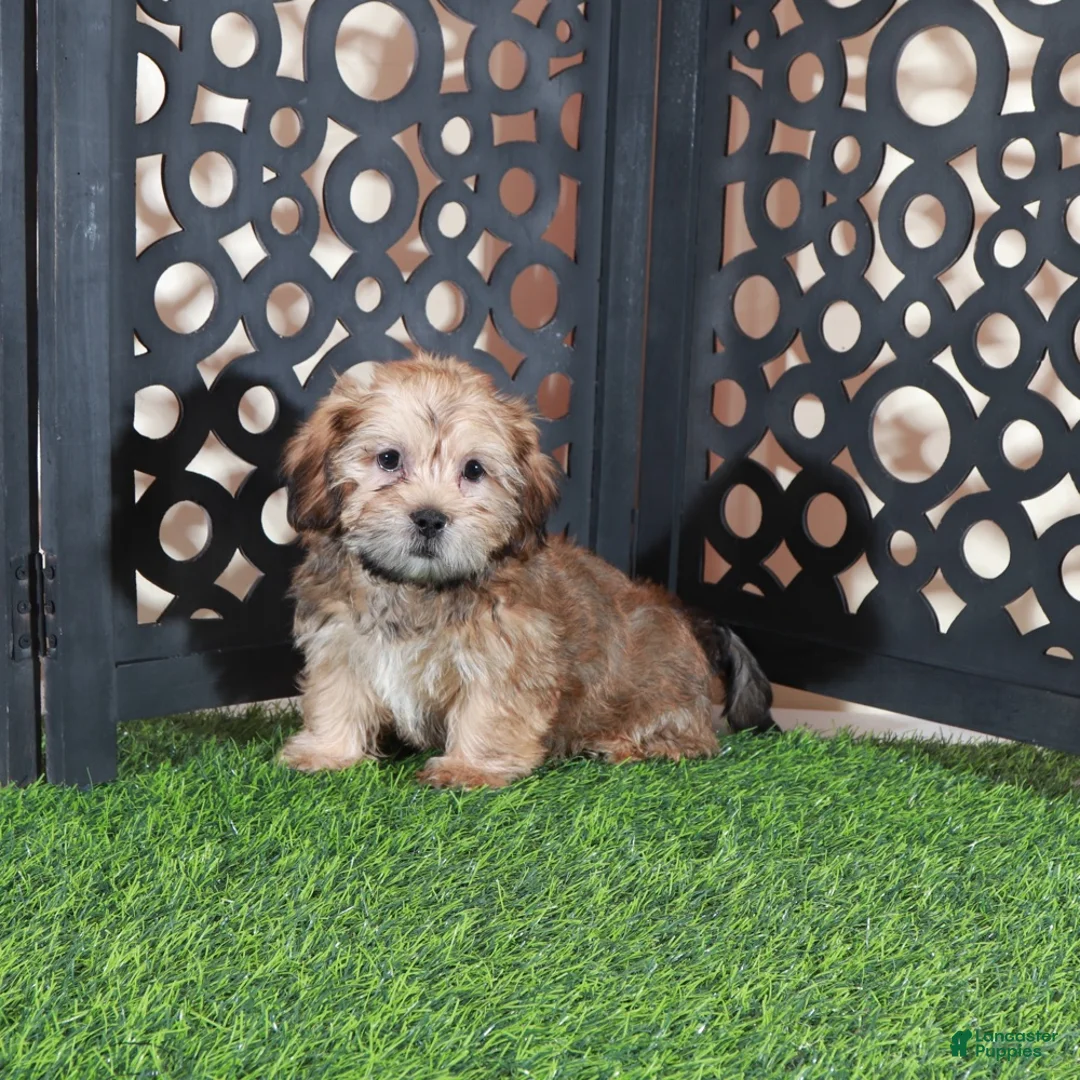 Shorkie dogs for sale: Mickey Happy Male Shorkie Puppy - Ad 3