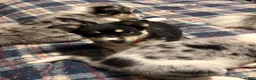 Pomsky dogs for sale: Pomsky Puppy 3 - Ad 7