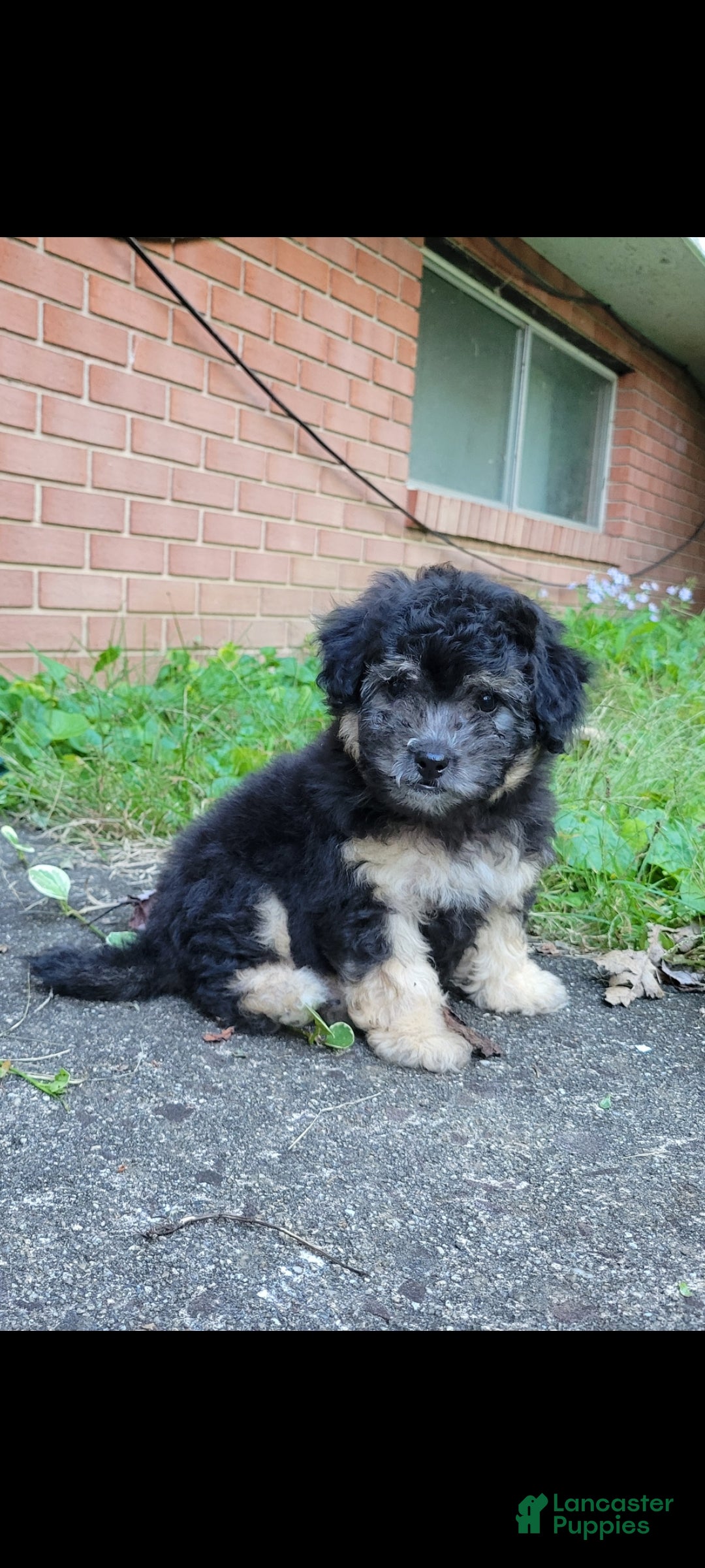 Bichpoo dogs Ember  - Ad 2