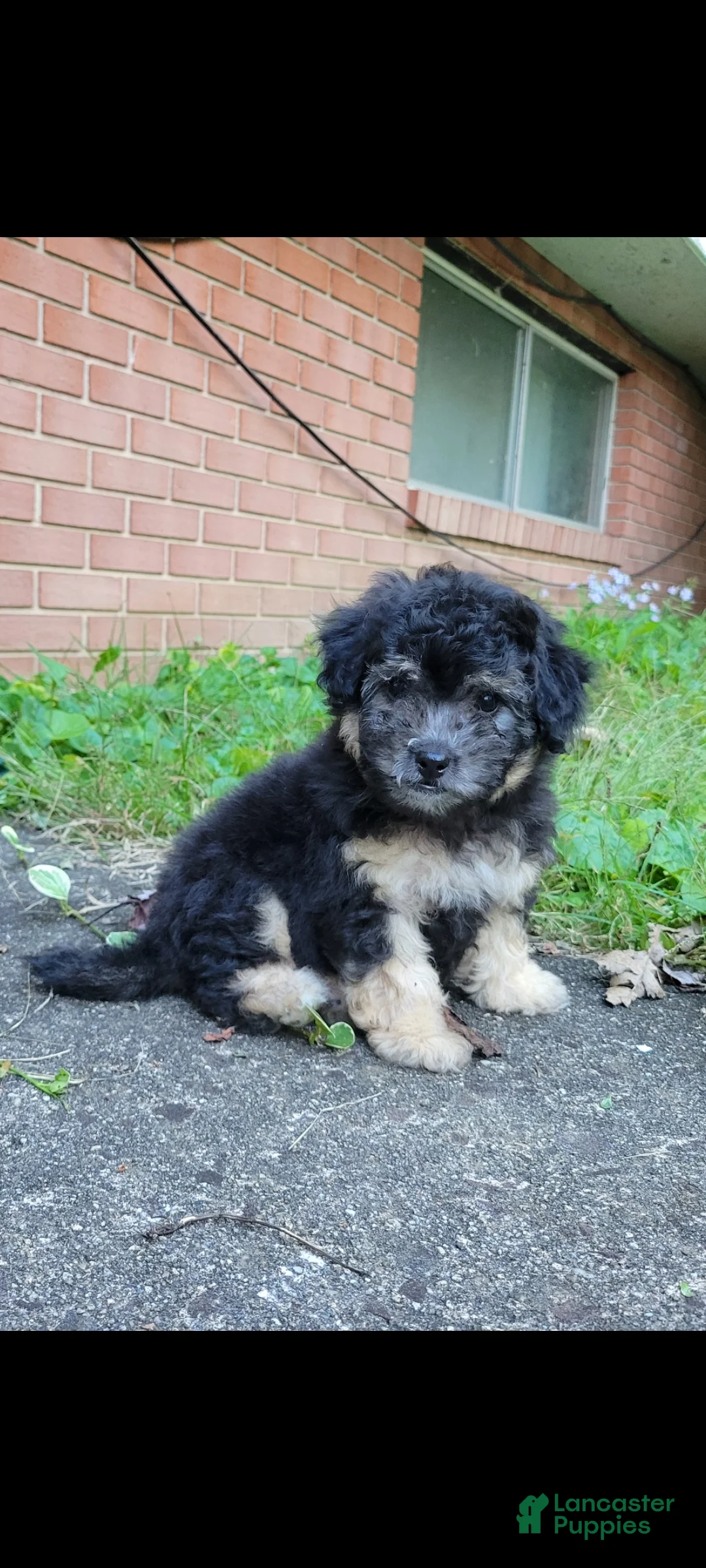 Bichpoo dogs for sale: Ember  - Ad 2