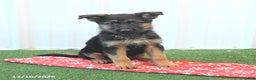 German Shepherd dogs for sale: Heather - Ad 1