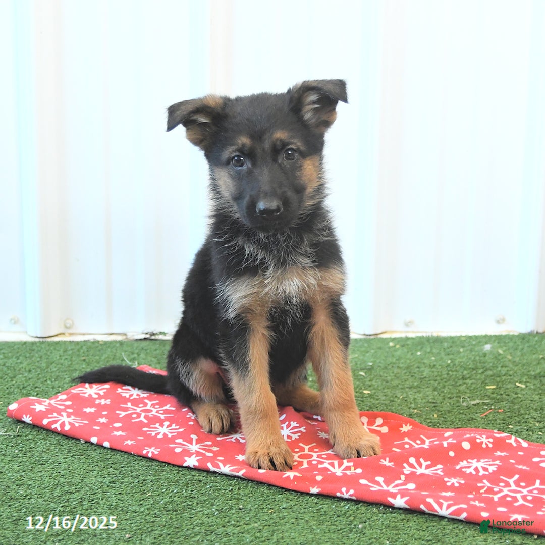 German Shepherd dogs for sale: Heather - Ad 1