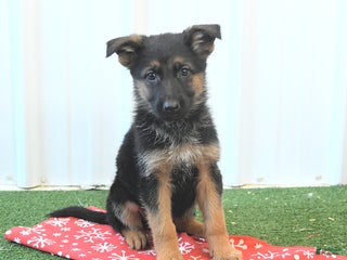 German Shepherd dogs Heather - Ad 20