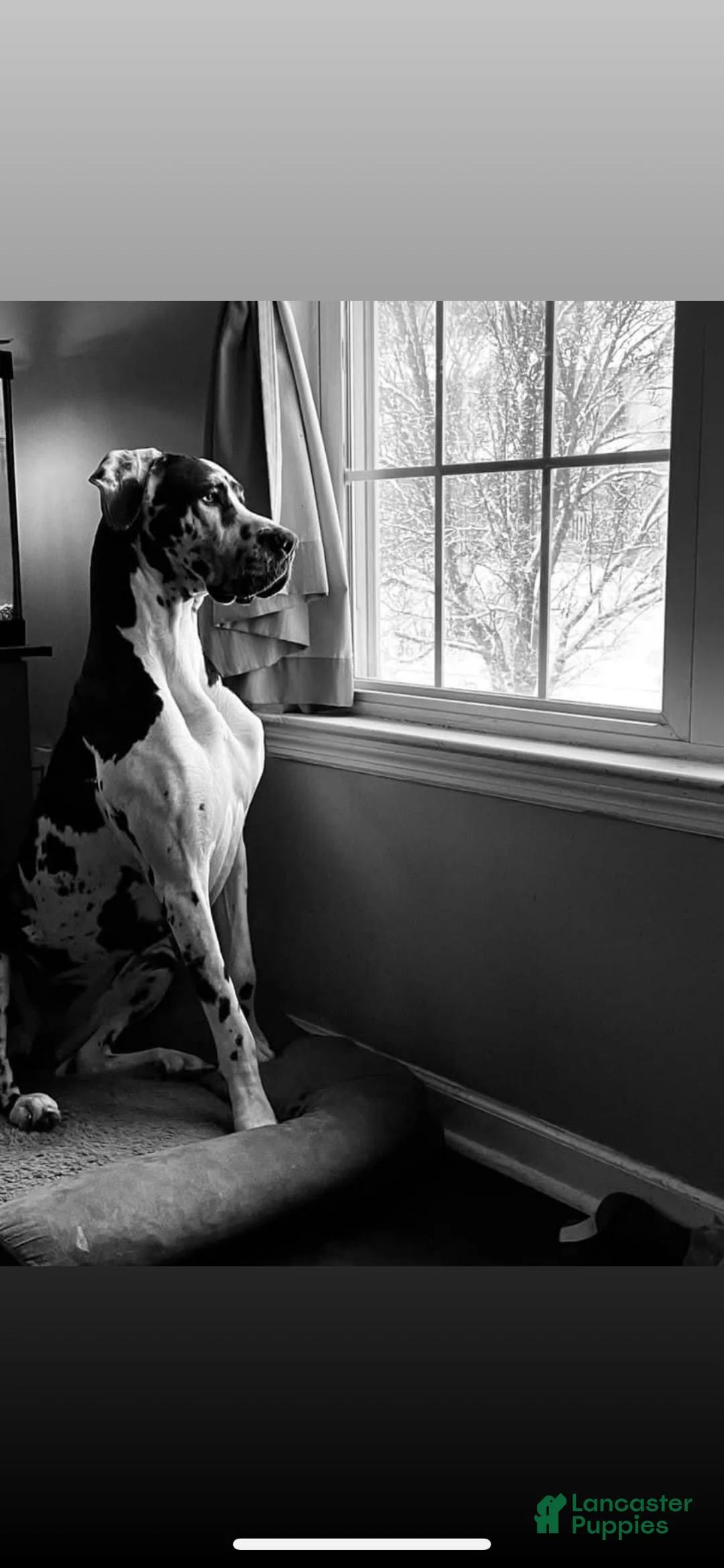 Great Dane dogs for sale: Jabba - Ad 5