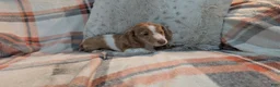 Miniature Dachshund dogs for sale: Finley  - Ad 5