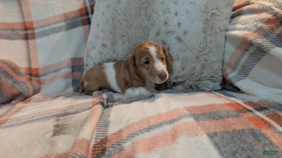 Miniature Dachshund dogs for sale: Finley  - Ad 5
