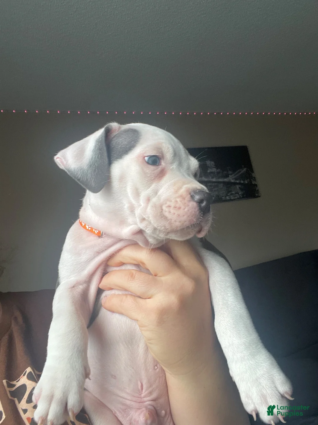 American Pit Bull Terrier dogs for sale: American Pit Bull Terrier 3 - Ad 1