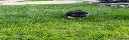German Shepherd dogs for sale: German Shepherd Puppy 2 - Ad 3