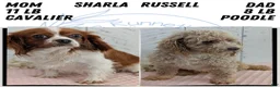 Cavapoo dogs for sale: Ziggy - Ad 11