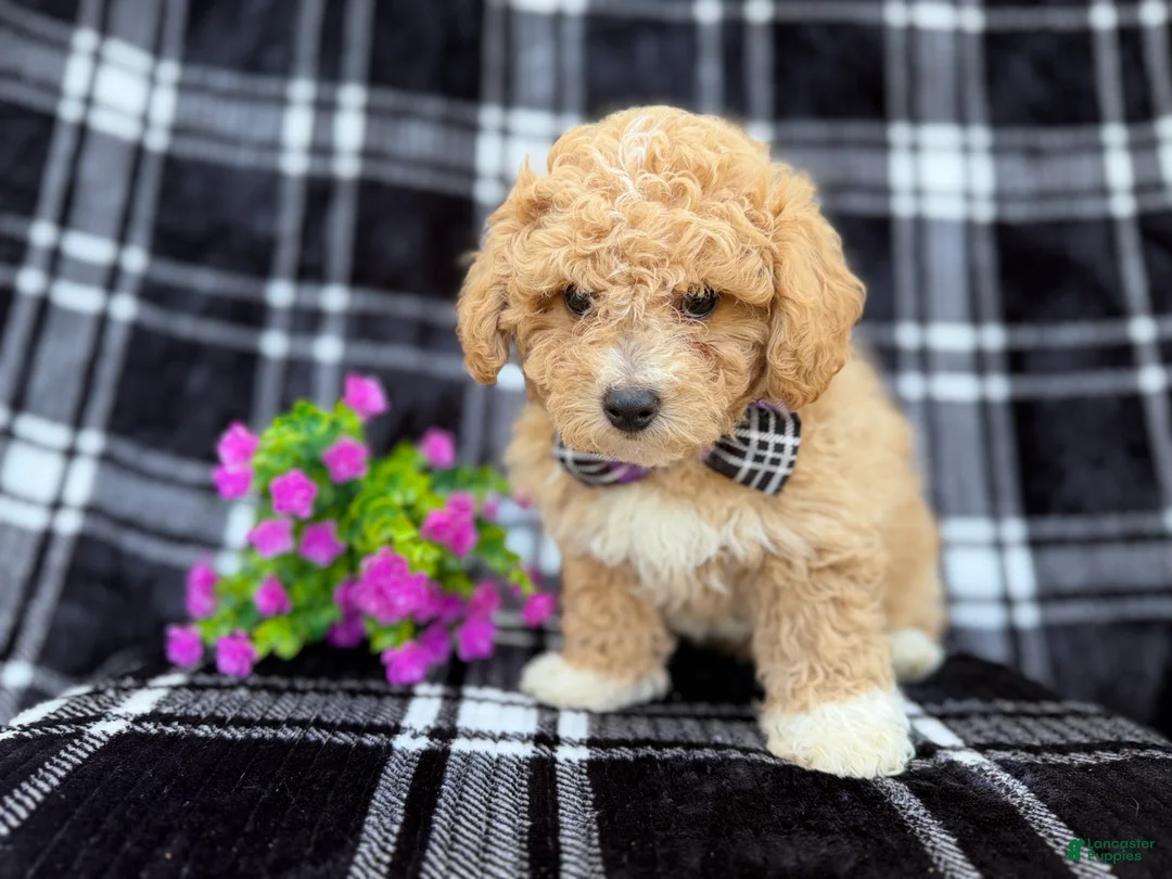 Bichpoo dogs for sale: Baxter  - Ad 3