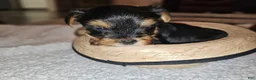 Yorkshire Terrier dogs for sale: Max - Ad 23