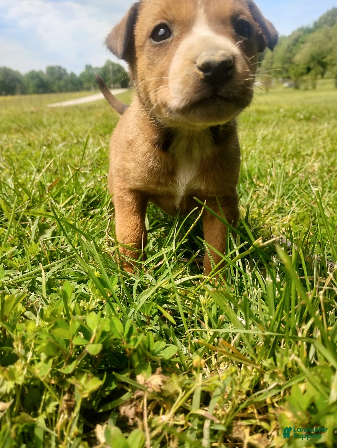 Mixed Breed dogs for sale: Mixed Breed Puppy 8 - Ad 2
