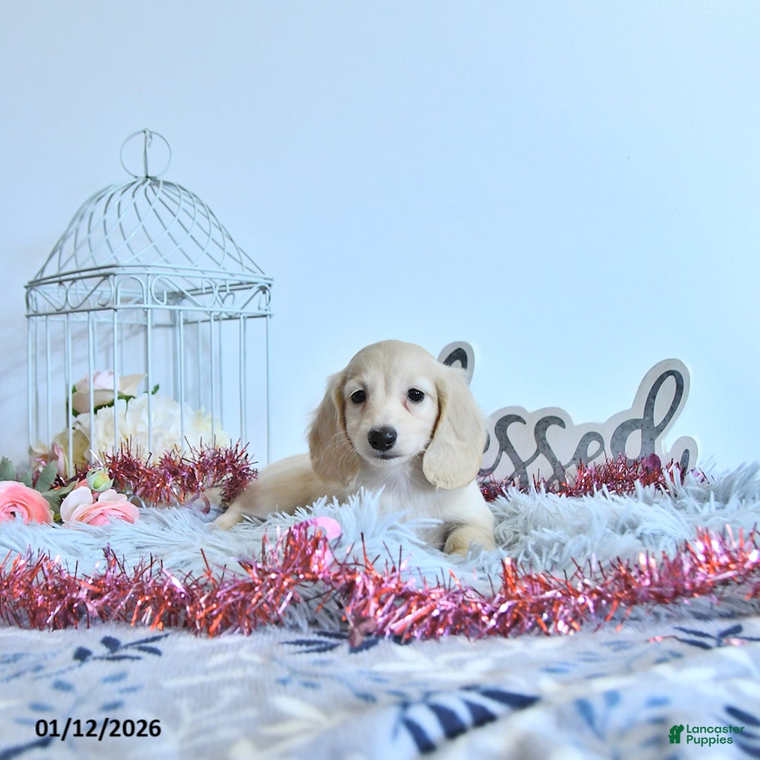 Miniature Dachshund dogs for sale: Elise - Ad 4