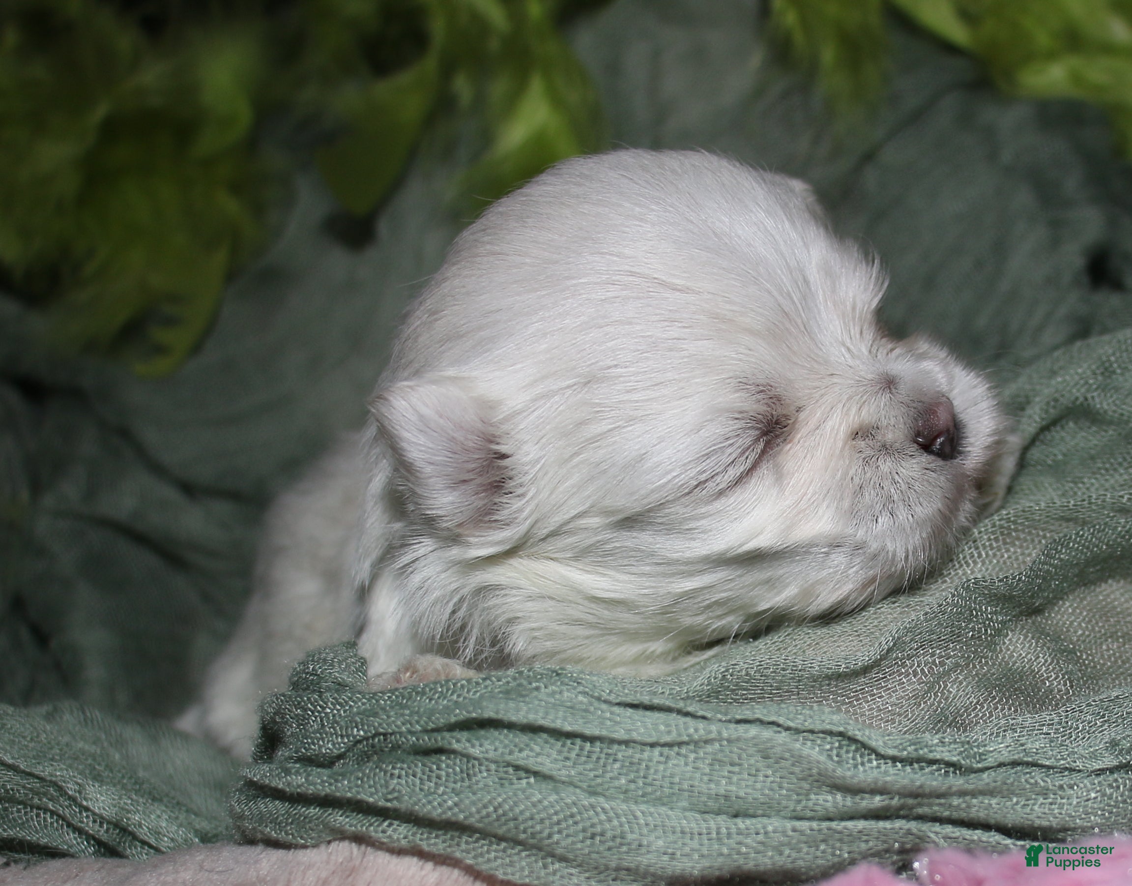 Maltese dogs for sale: Dakota - Ad 7