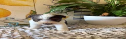 Wire Fox Terrier dogs for sale: Duke Weaselton  - Ad 4