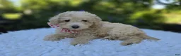 Miniature Poodle dogs for sale: Cassie - Ad 3