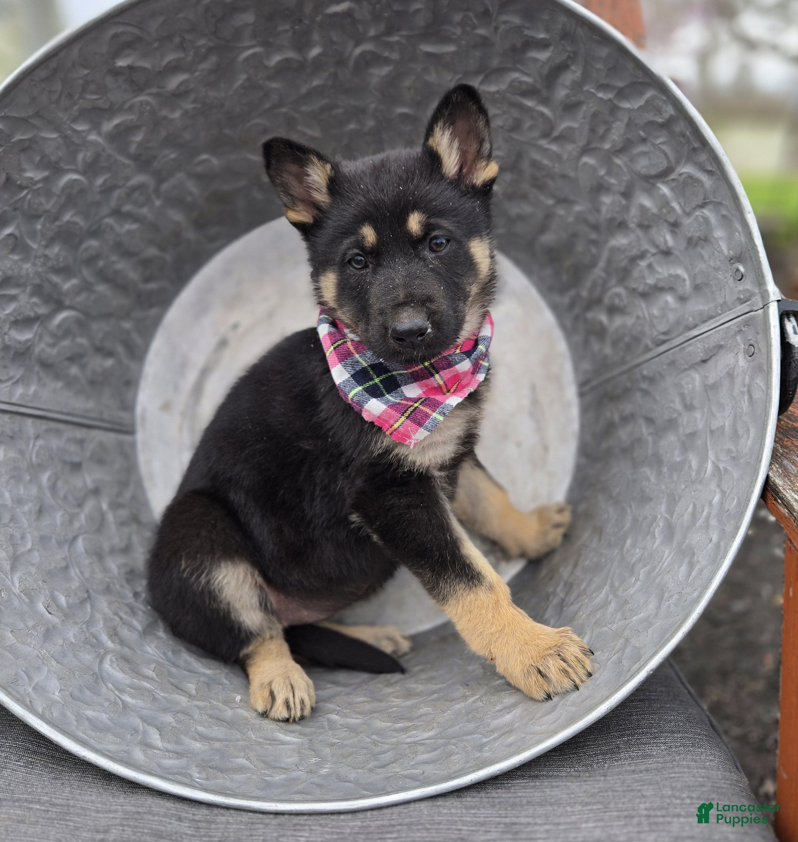 German Shepherd dogs Kelsey - Ad 1