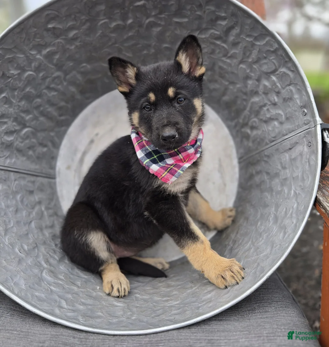 German Shepherd dogs for sale: Kelsey - Ad 1