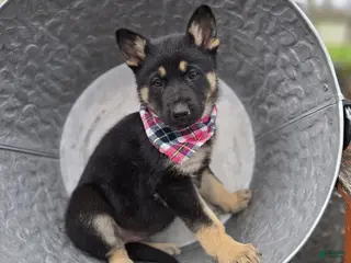 German Shepherd dogs for sale: Kelsey - Ad 2
