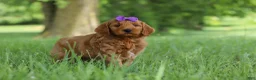 Mini Goldendoodle dogs for sale: Betsy - Ad 3