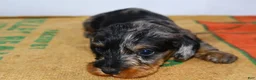 Miniature Dachshund dogs for sale: Two Face - Ad 9