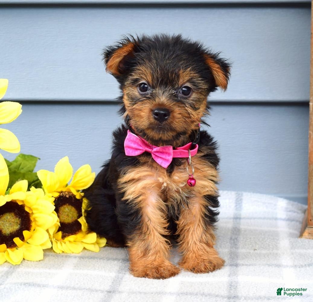 Yorkshire Terrier dogs Amelia - Ad 1