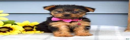 Yorkshire Terrier dogs for sale: Amelia - Ad 1