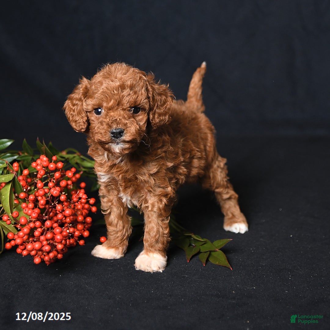 Toy Poodle dogs for sale: Tiny Everest - Ad 2