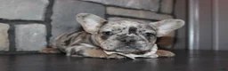 French Bulldog dogs for sale: AKC Zoe - Ad 18