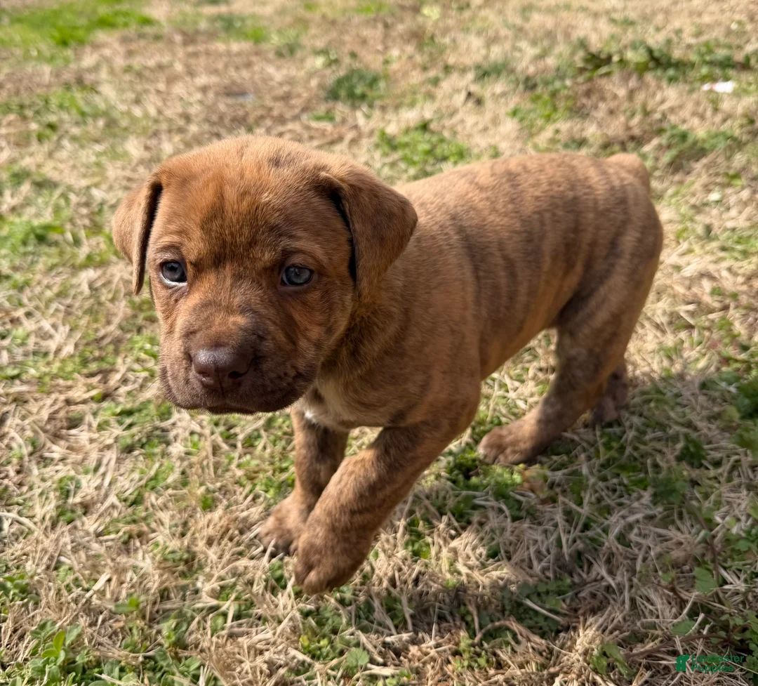 Mixed Breed dogs for sale: Mixed Breed Puppy 1 - Ad 4