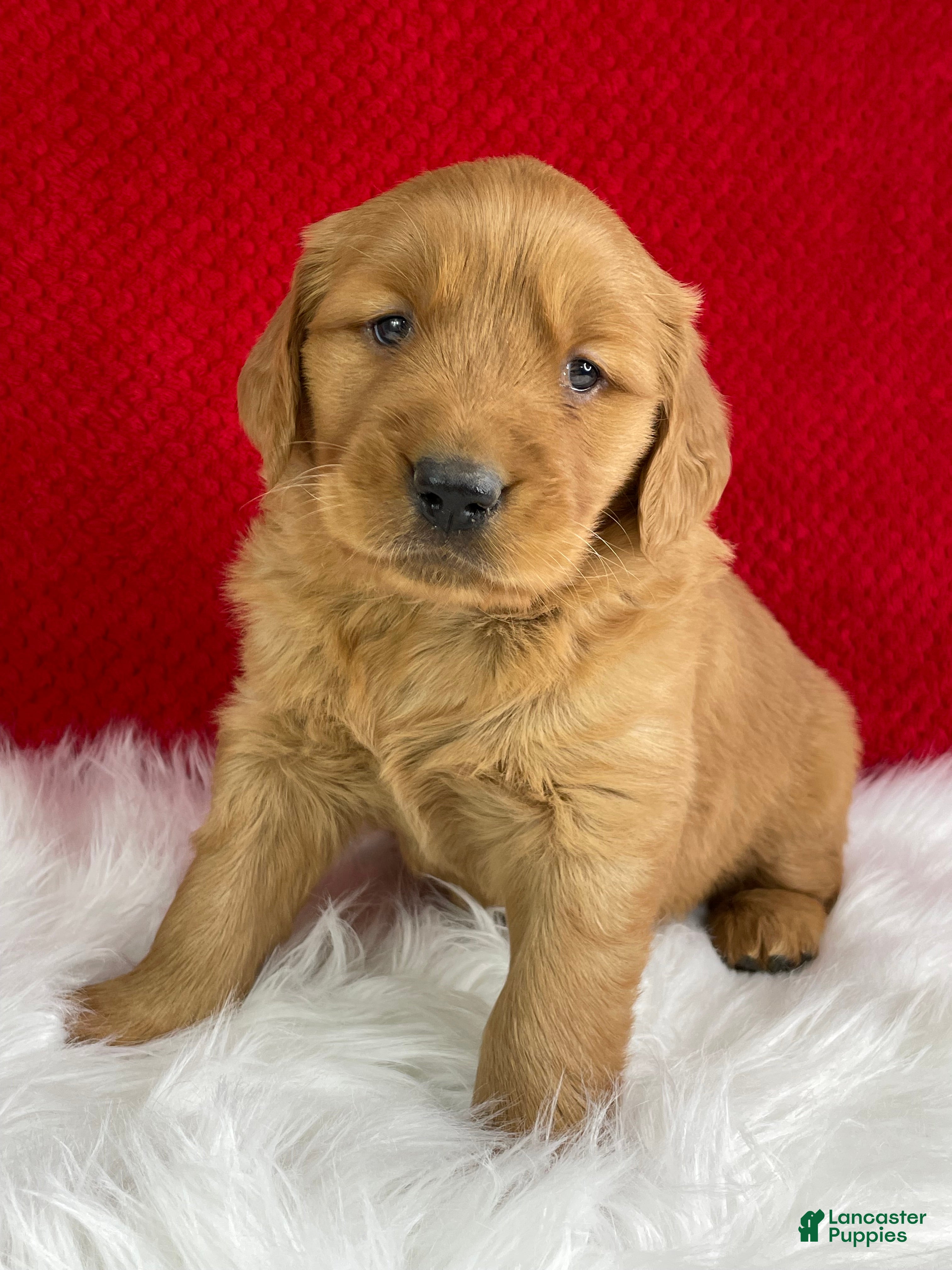 Golden Retriever dogs Lily - Ad 1