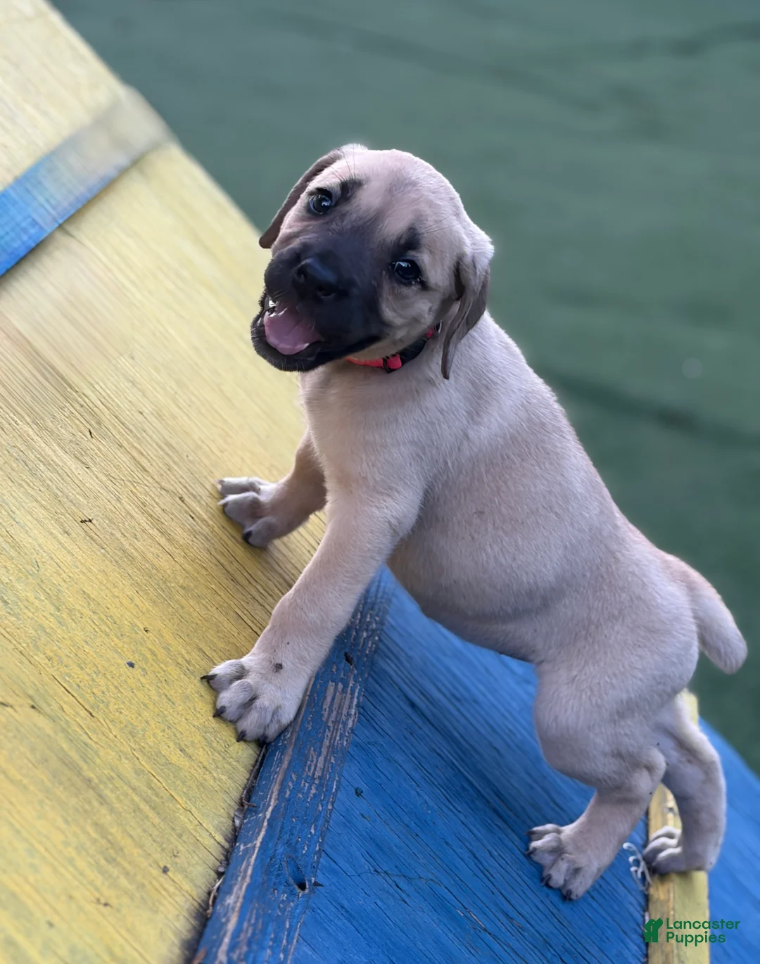 Mixed Breed dogs for sale: Puppy 1 - Ad 1