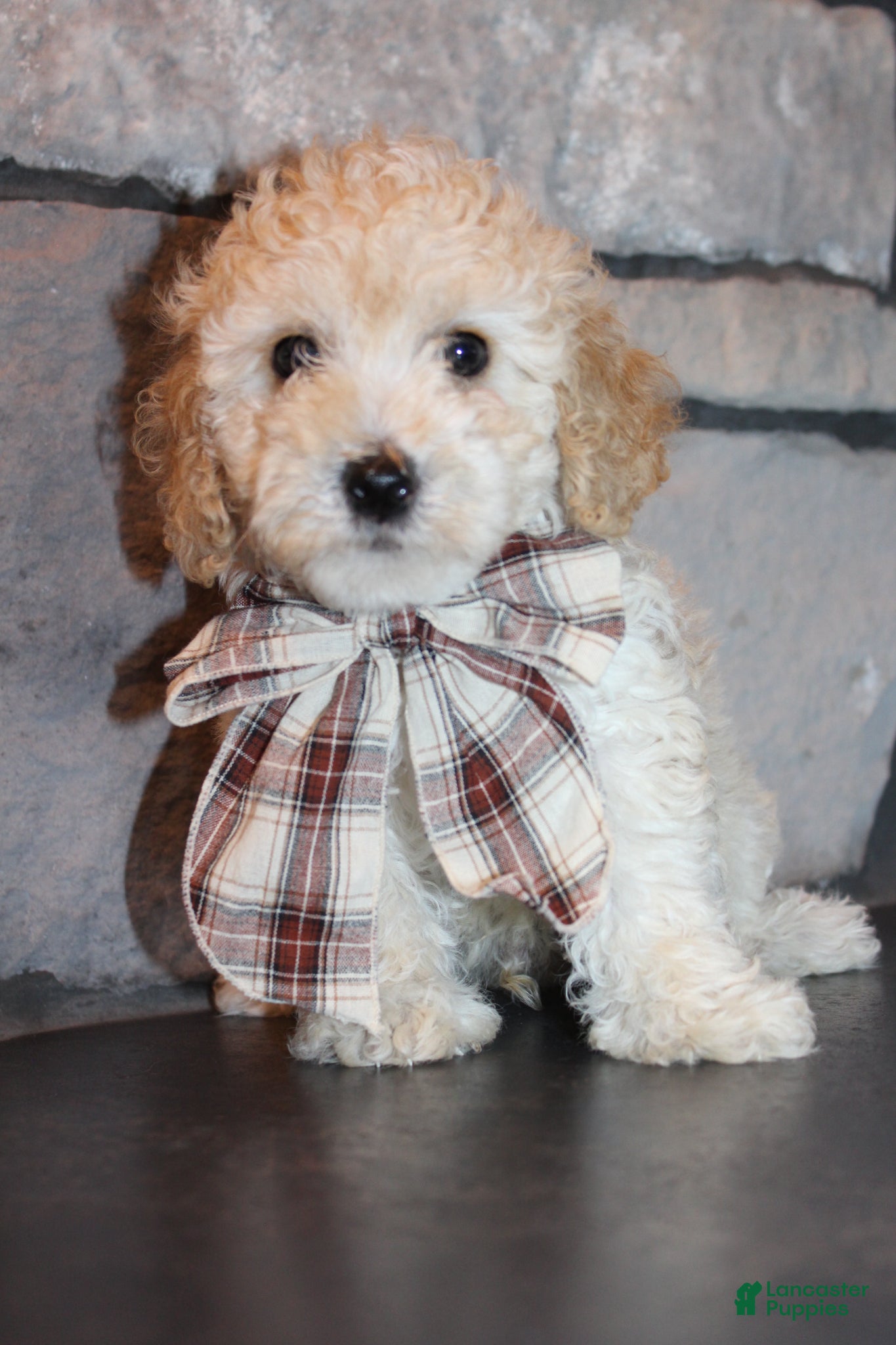 Miniature Poodle dogs AKC Ojji - Ad 2