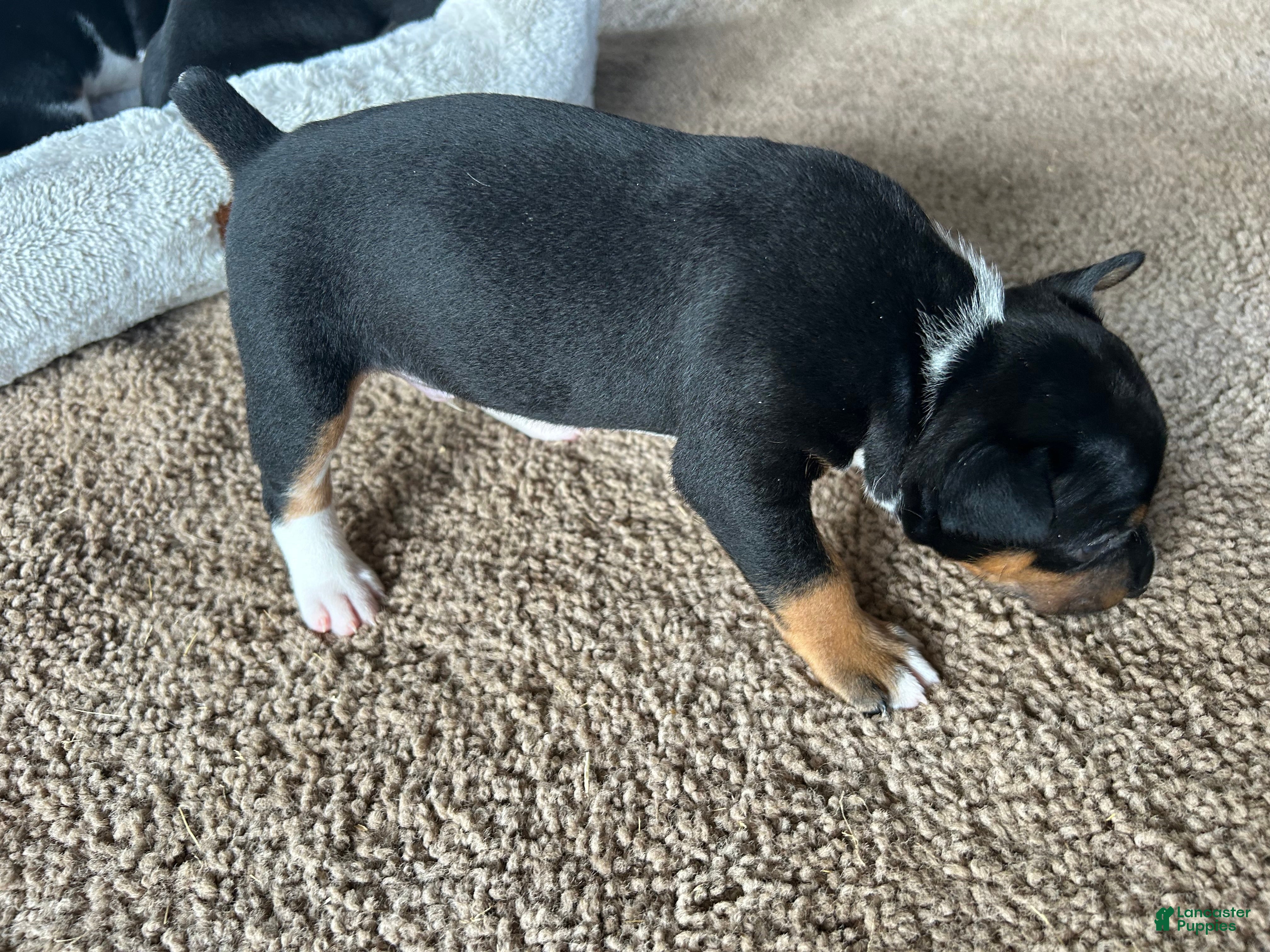 Rat Terrier dogs for sale: Old Dominion terrier Lincoln  - Ad 2