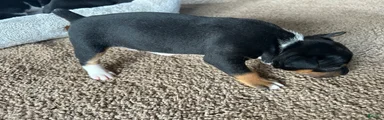 Old Dominion terrier Lincoln 
