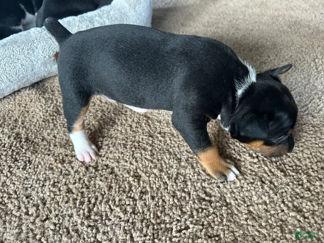 Rat Terrier dogs for sale: Old Dominion terrier Lincoln  - Ad 1