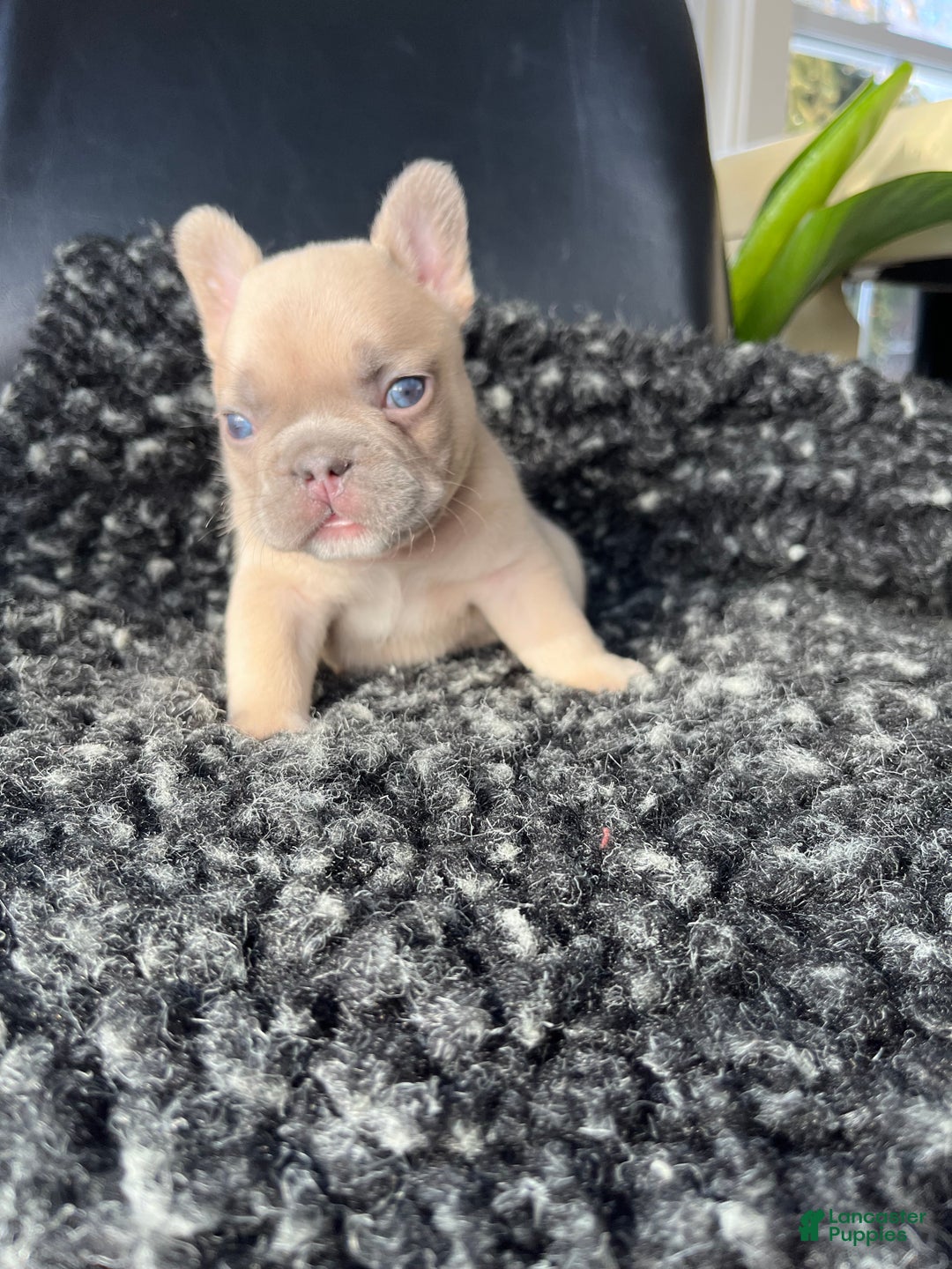 French Bulldog dogs for sale: Max - Ad 3