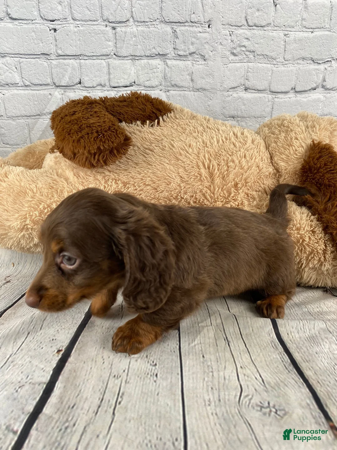 Miniature Dachshund dogs for sale: Molly - Ad 13