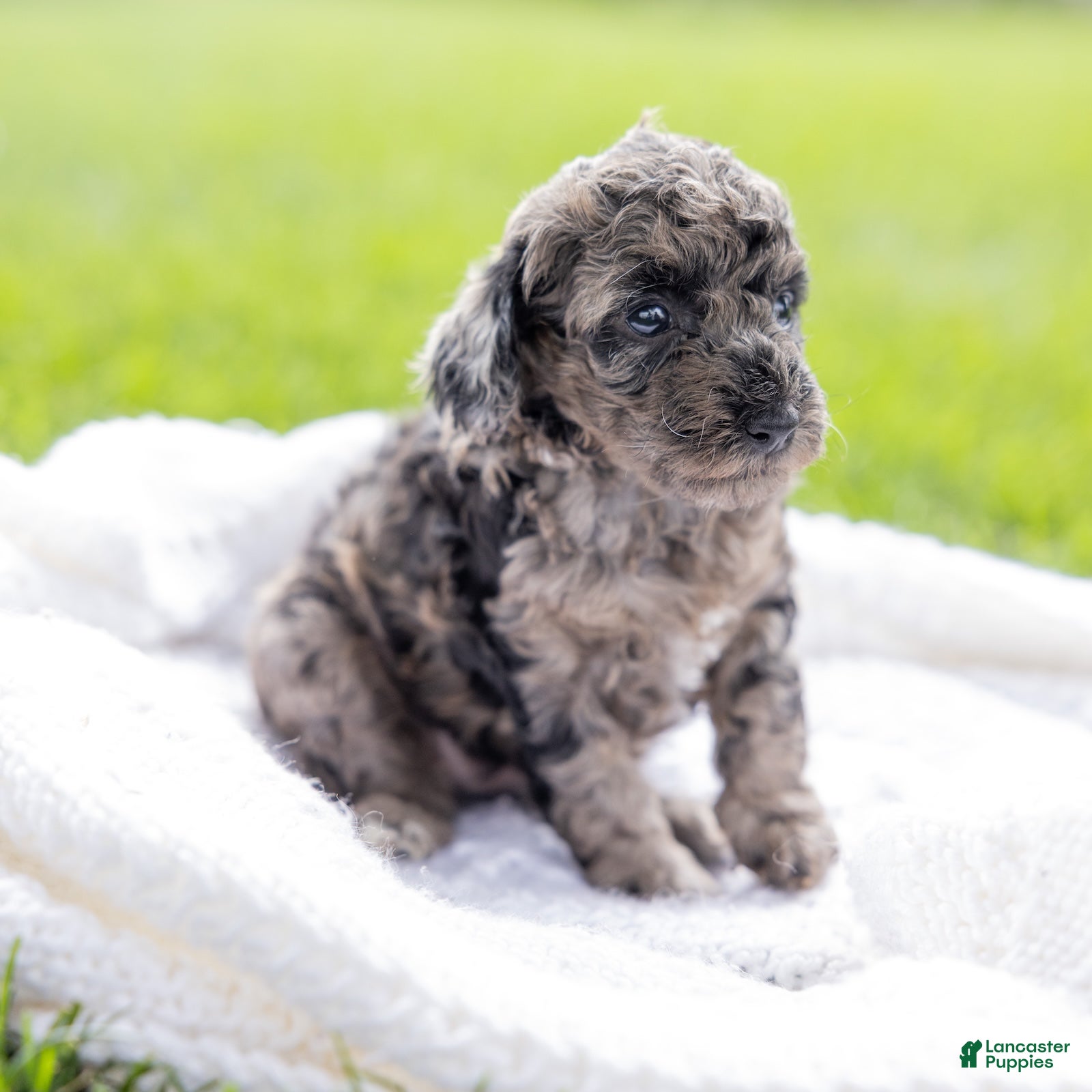 Toy Poodle dogs Willow  - Ad 2