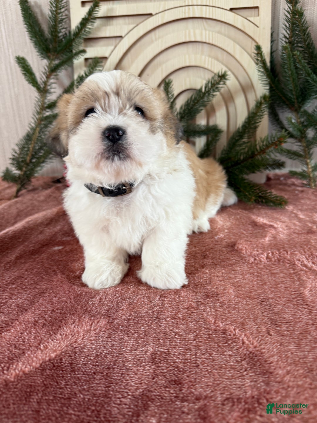 Teddy Bear dogs for sale: Sally - Ad 10