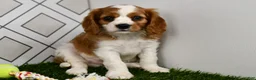 Cavalier King Charles Spaniel dogs for sale: Sarge  - Ad 6
