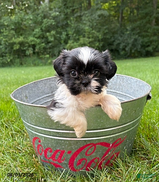 Shih Tzu dogs Basil - Ad 1