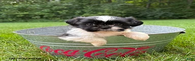 Basil
