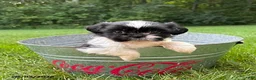 Shih Tzu dogs for sale: Basil - Ad 1