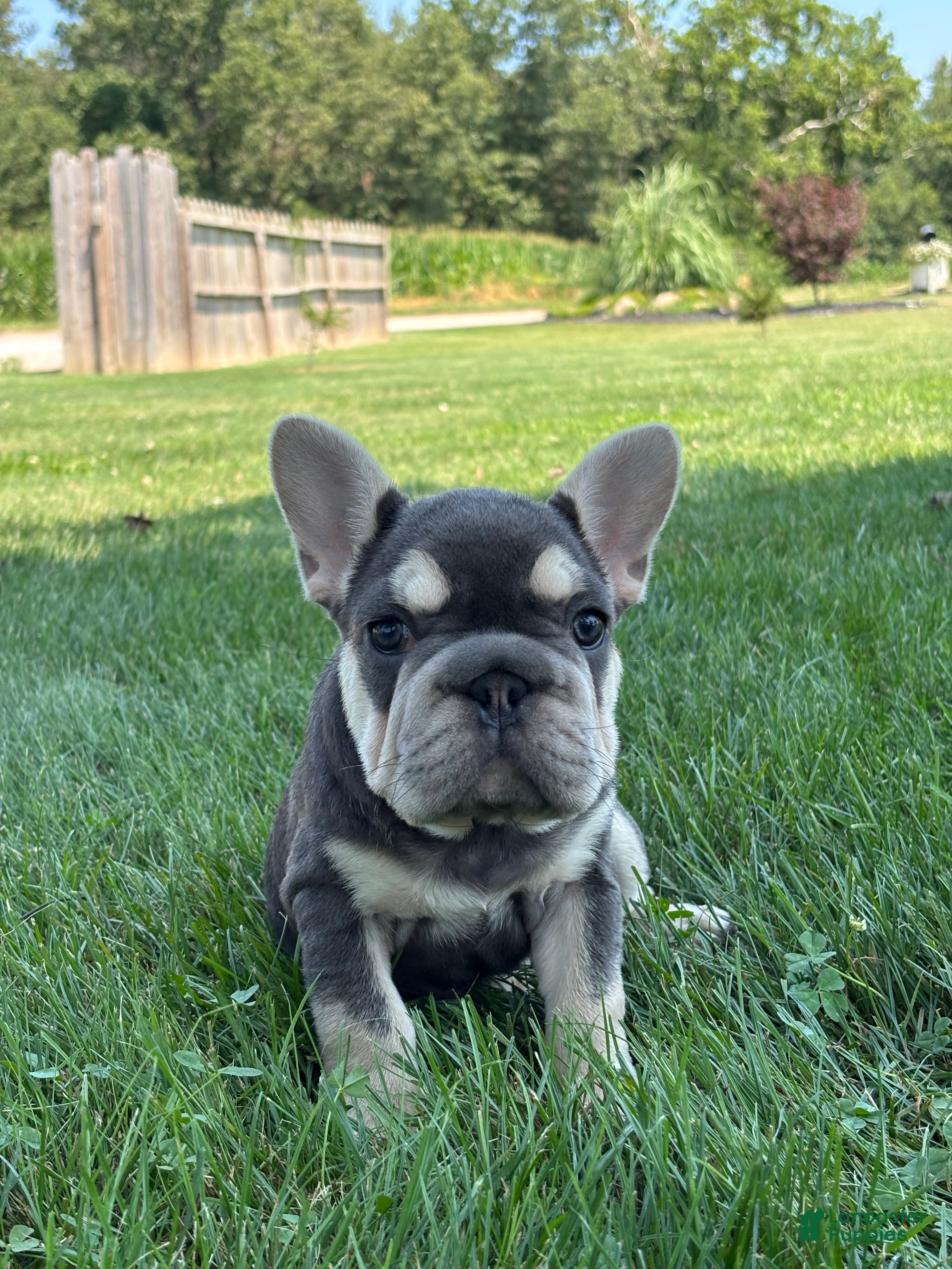 French Bulldog dogs Madeline - Ad 1