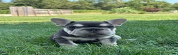 French Bulldog dogs for sale: Madeline - Ad 1