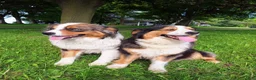 Australian Shepherd dogs for sale: Adam - Ad 20